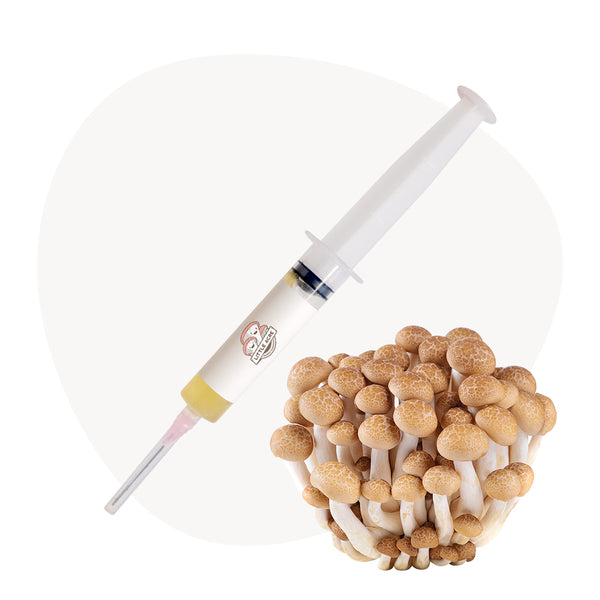Brown Beech Mushroom Liquid Culture Syringe