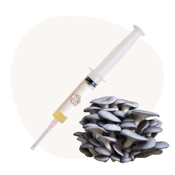 Blue Oyster Mushroom Liquid Culture Syringe
