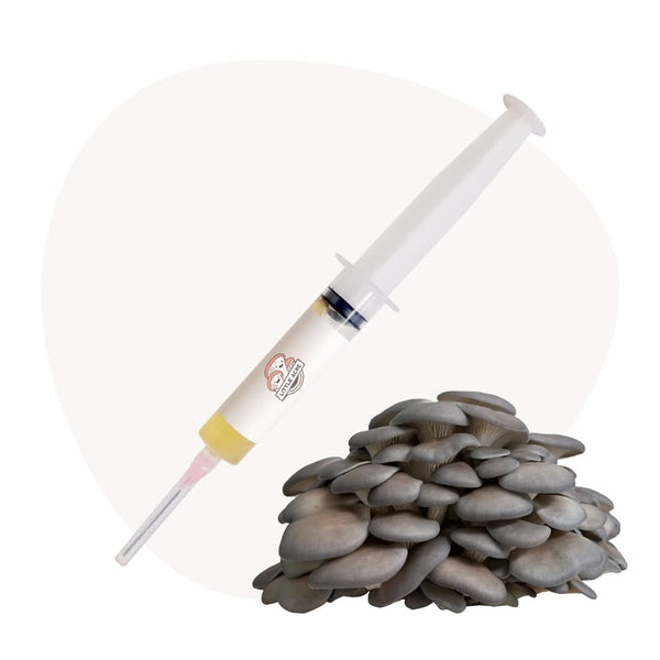 Blue Shimeji Mushroom Liquid Culture Syringe