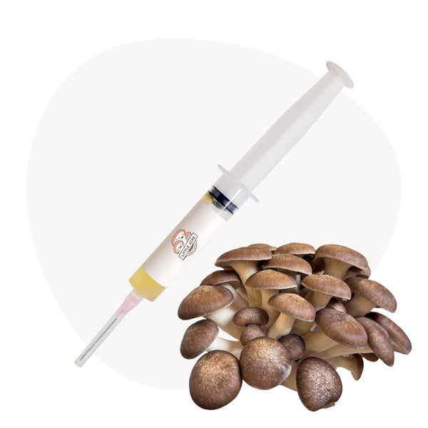 Black Pearl King Mushroom Liquid Culture Syringe