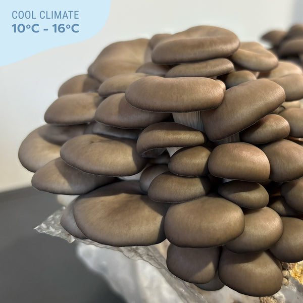 Blue Oyster CNS Mushroom Grain Spawn