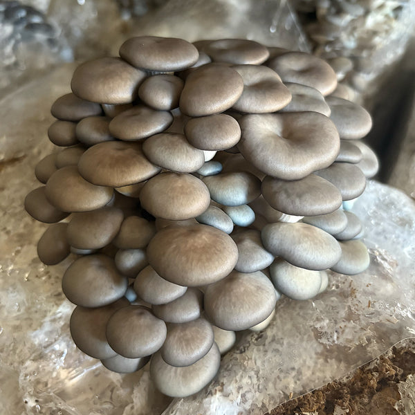 Blue Oyster CNS Mushroom Grain Spawn