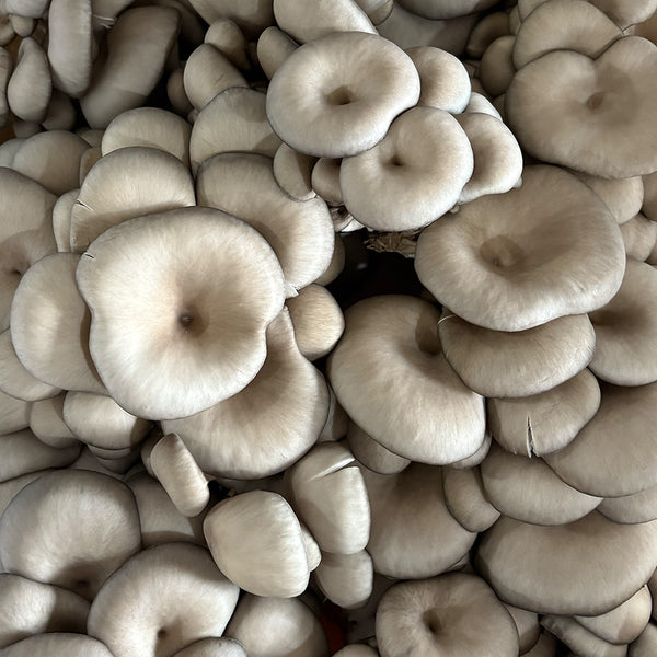 Blue Oyster CNS Mushroom Grain Spawn