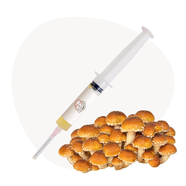 Chestnut Mushroom Liquid Culture Syringe