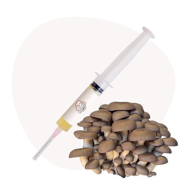 Chocolate Oyster Mushroom Liquid Culture Syringe