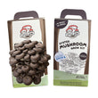 Load image into Gallery viewer, Chocolate Oyster Mushroom Grow Kit