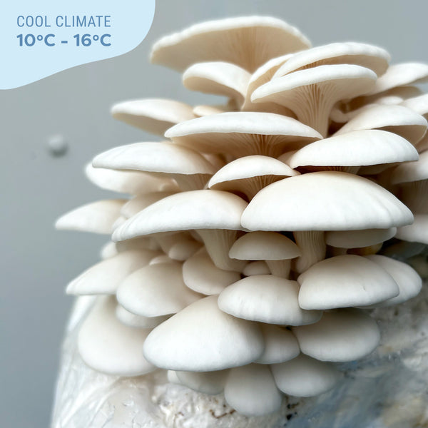 Snow White Oyster (Small Cap) Mushroom Grain Spawn