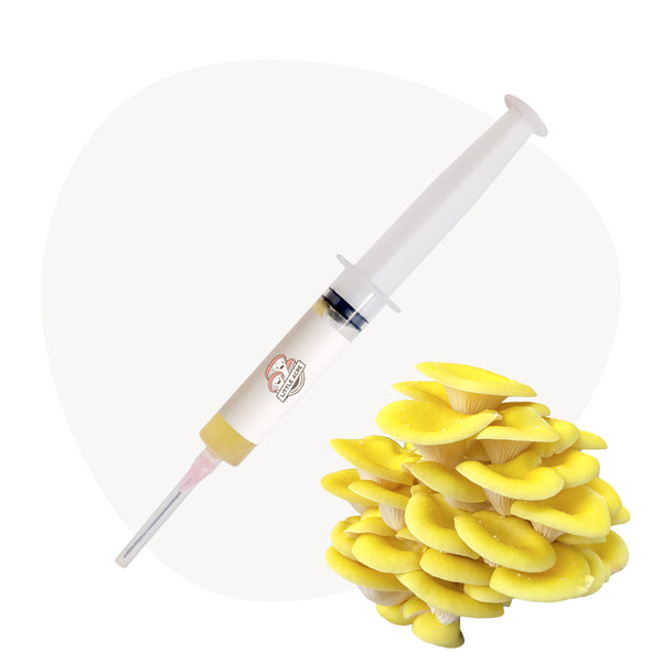 Gold Oyster Mushroom Liquid Culture Syringe