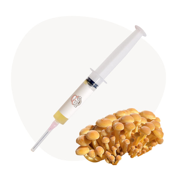 Golden Enoki Mushroom Liquid Culture Syringe