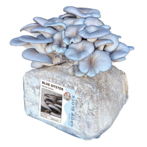 Blue Oyster Mushroom Grow Block