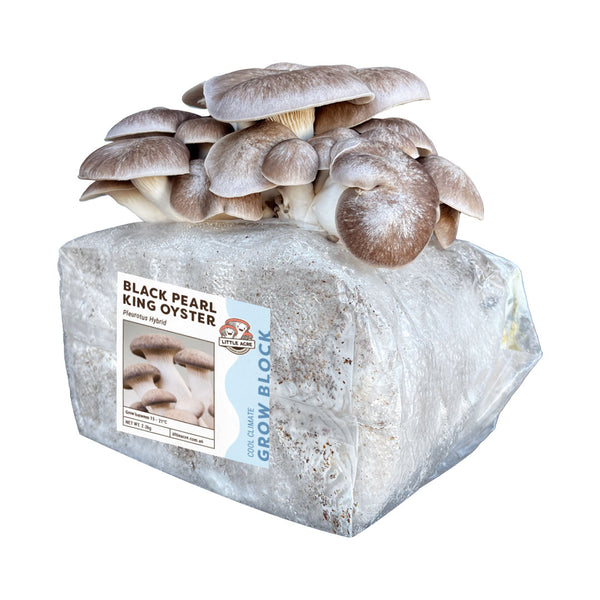 Black Pearl King Mushroom Grow Block