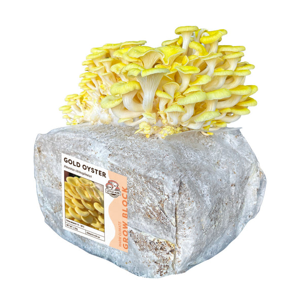 Gold Oyster Mushroom Grow Block