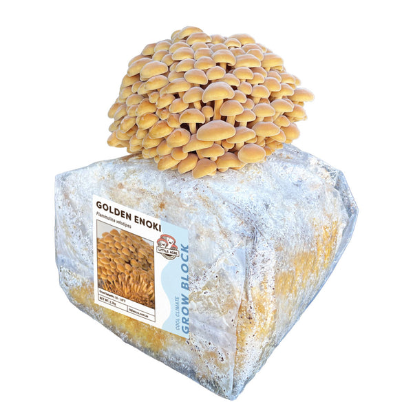 Golden Enoki Mushroom Grow Block