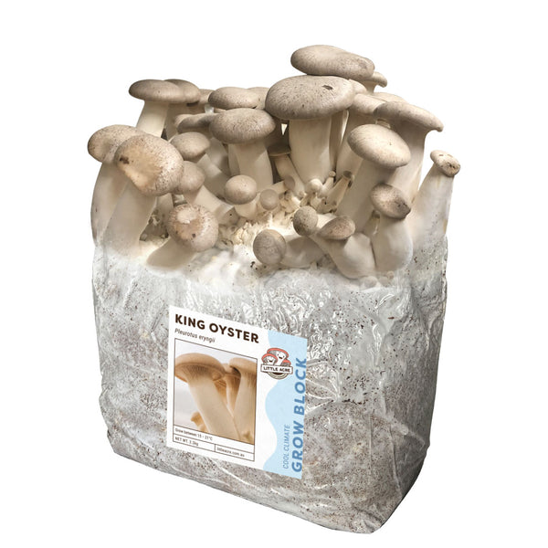 King Oyster Mushroom Grow Block