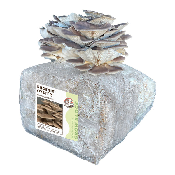 Phoenix Mushroom Grow Block