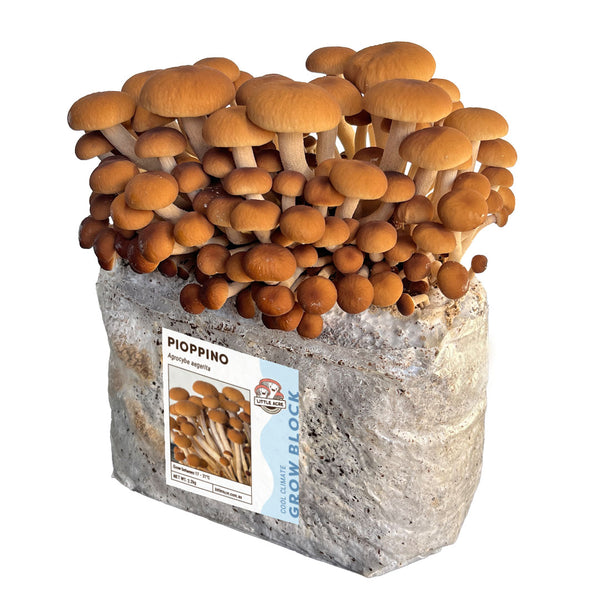 Pioppino Mushroom Grow Block