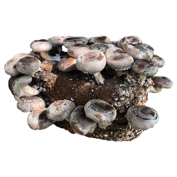 Shiitake Mushroom Grow Block