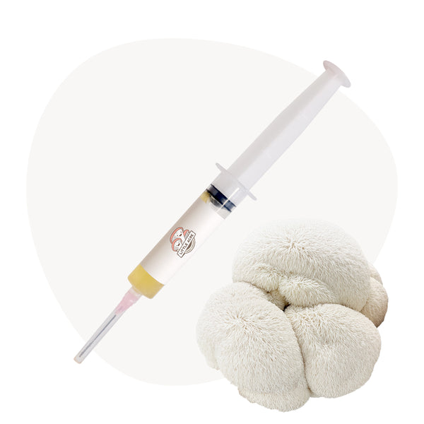 Lion's Mane Mushroom Liquid Culture Syringe - Hulk (Hericium erinaceus)