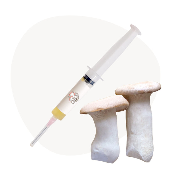 King Oyster Mushroom Liquid Culture Syringe