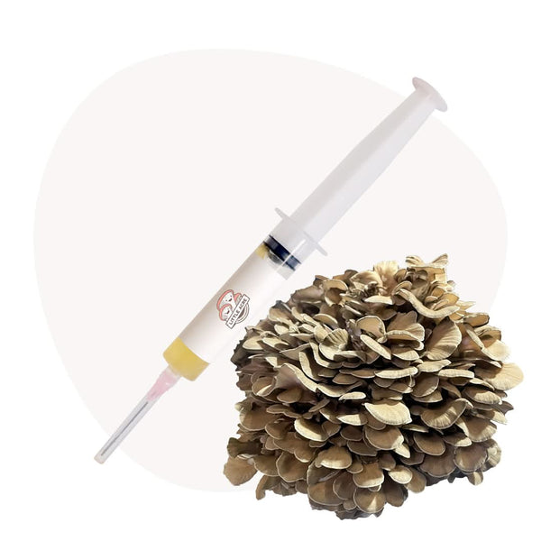 Maitake Mushroom Liquid Culture Syringe
