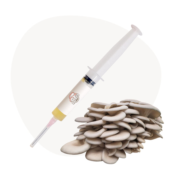 Pearl Oyster Mushroom Liquid Culture Syringe