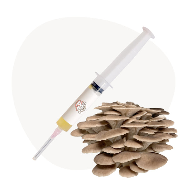 Phoenix Oyster Mushroom Liquid Culture Syringe