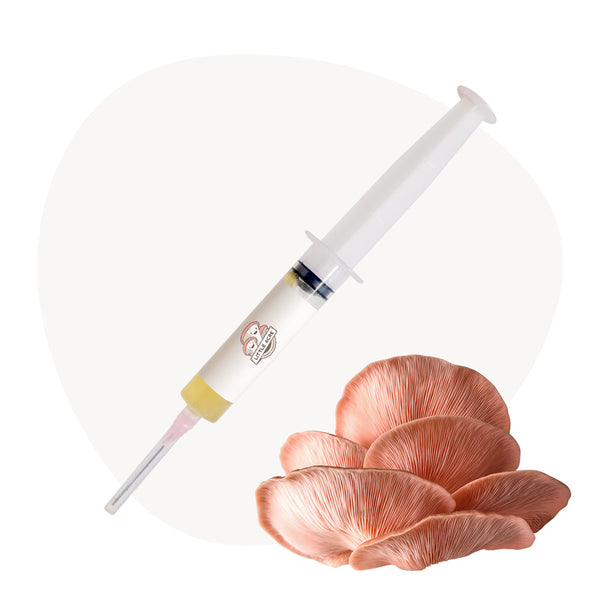 Pink Oyster Mushroom Liquid Culture Syringe