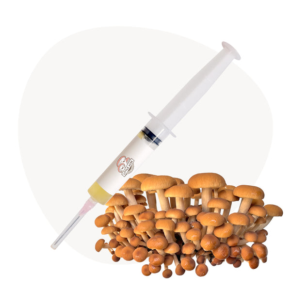 Pioppino Mushroom Liquid Culture Syringe