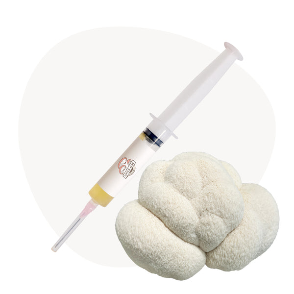 Lion's Mane Mushroom Liquid Culture Syringe - Pom Pom (Hericium erinaceus)