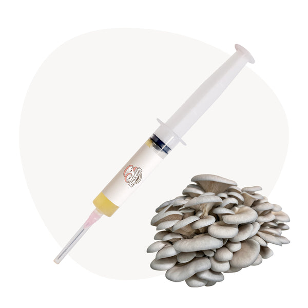 Silver Shimeji Mushroom Liquid Culture Syringe