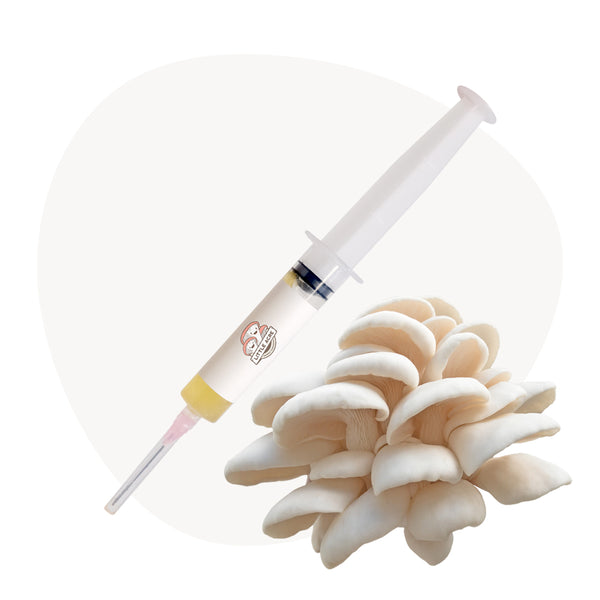 Snow White Oyster Mushroom Liquid Culture Syringe
