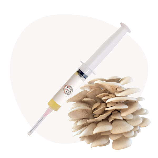 Warm White Oyster Mushroom Liquid Culture Syringe