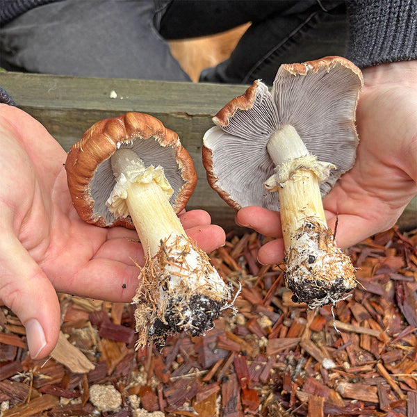 DIY Mushroom Garden Kit