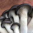 Load image into Gallery viewer, Chocolate Oyster Mushroom Grow Kit