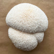 Load image into Gallery viewer, Lion's Mane Mushroom Spawn - Hulk (Hericium erinaceus)