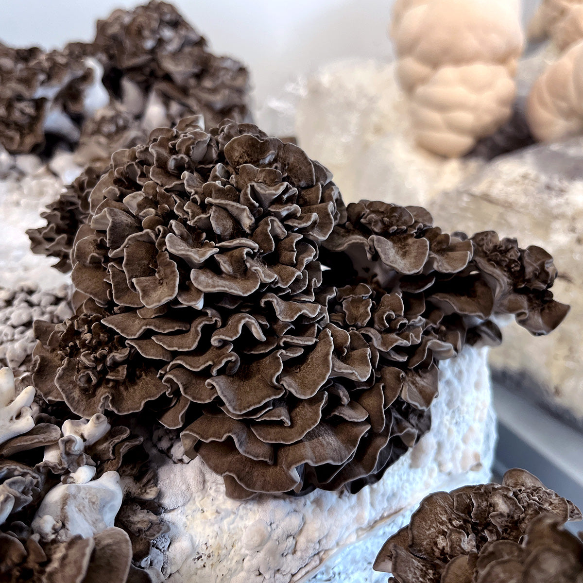 Maitake Mushroom Spawn (Grifola frondosa) Little Acre