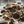 Load image into Gallery viewer, Shiitake Mushroom Spawn (3790)
