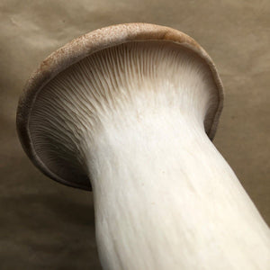 King Oyster Mushroom Spawn (Pleurotus eryngii)