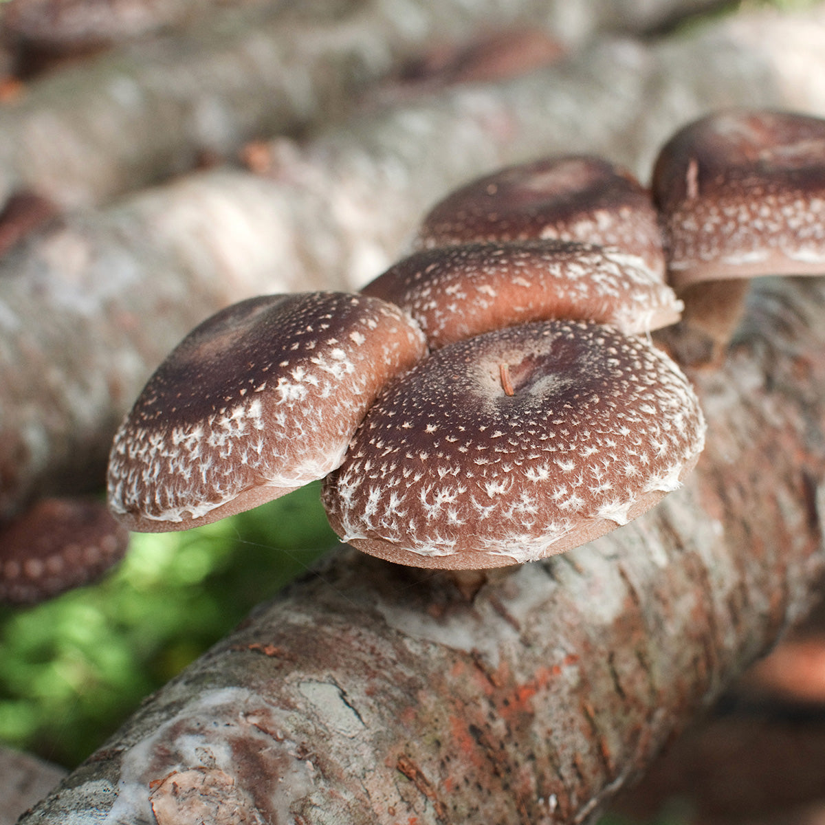 Plug spawn – Little Acre Mushrooms