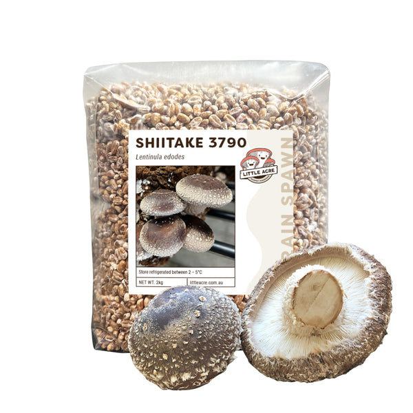 Shiitake Mushroom Spawn (3790)