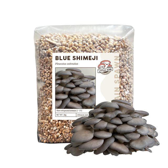 Blue Shimeji Mushroom Spawn (Pleurotus ostreatus)