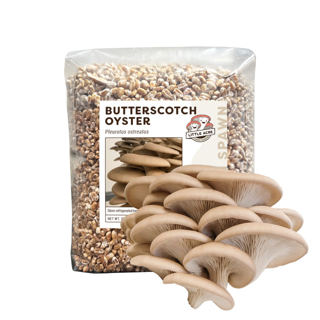 Butterscotch Oyster Mushroom Spawn (Pleurotus ostreatus)