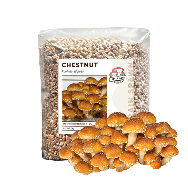 Chestnut Mushroom Spawn (Pholiota adiposa)