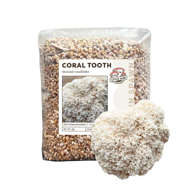 Coral Tooth Mushroom Spawn (Hericium coralloides)