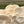Snow White Oyster (Small Cap) Mushroom Grain Spawn