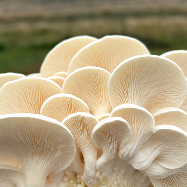 Snow White Oyster (Small Cap) Mushroom Grain Spawn