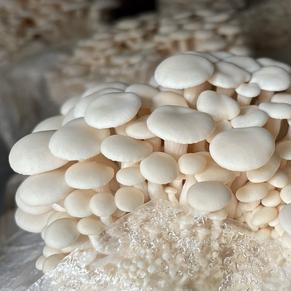 Snow White Oyster (Small Cap) Mushroom Grain Spawn