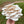 Snow White Oyster (Small Cap) Mushroom Grain Spawn