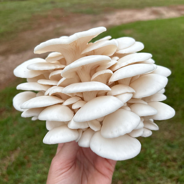 Snow White Oyster (Small Cap) Mushroom Grain Spawn