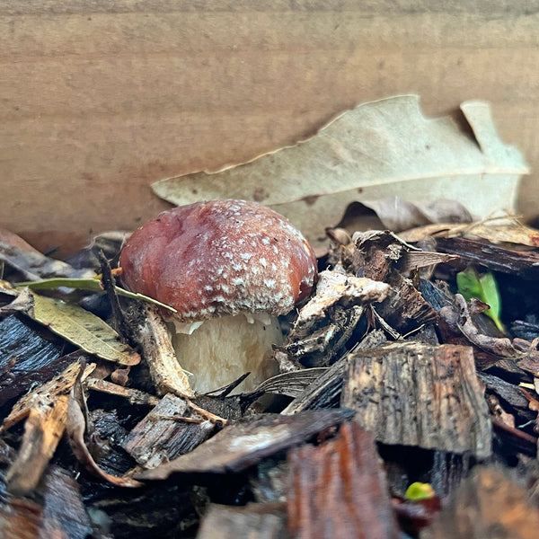 Wine Cap Mushroom Sawdust Spawn (Stropharia rugosoannulata)